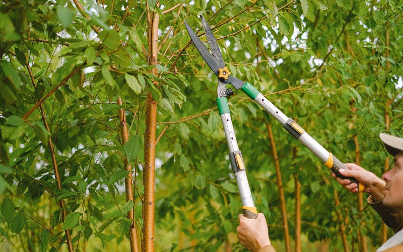 Tree trimming in Bradyville, TN